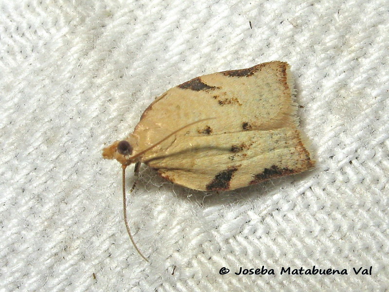 Tortricidae 1da ID: Clepsis siciliana